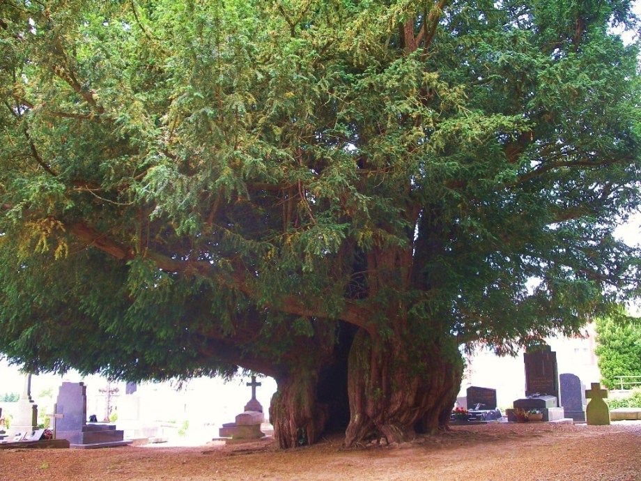 Estry Yew, Normandy, around 1,600 years old